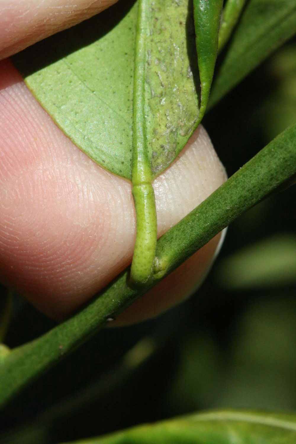              Petiole (Riverside, CA)       